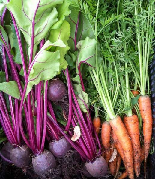 The Fold Root Vegetables