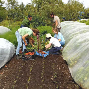 Volunteers harvesting the Market Garden