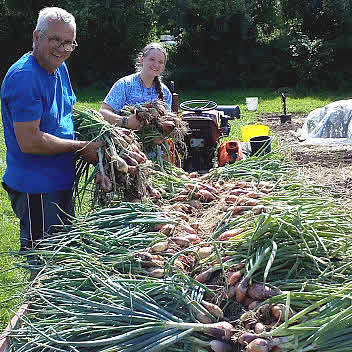 The Fold Volunteers at Harvest Time