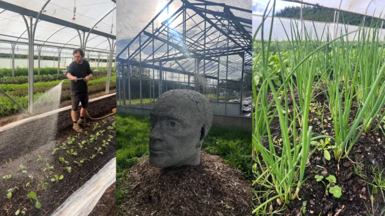 Fold Farm Blog