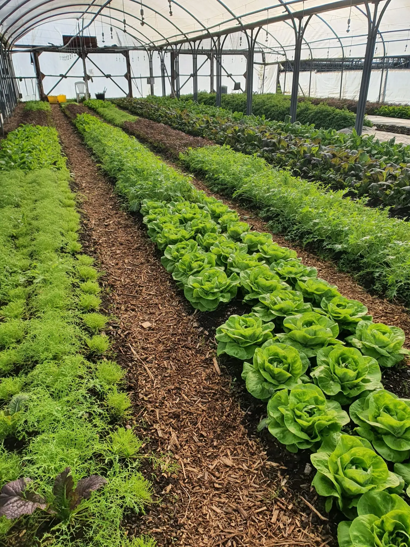 farm volunteering at the fold
