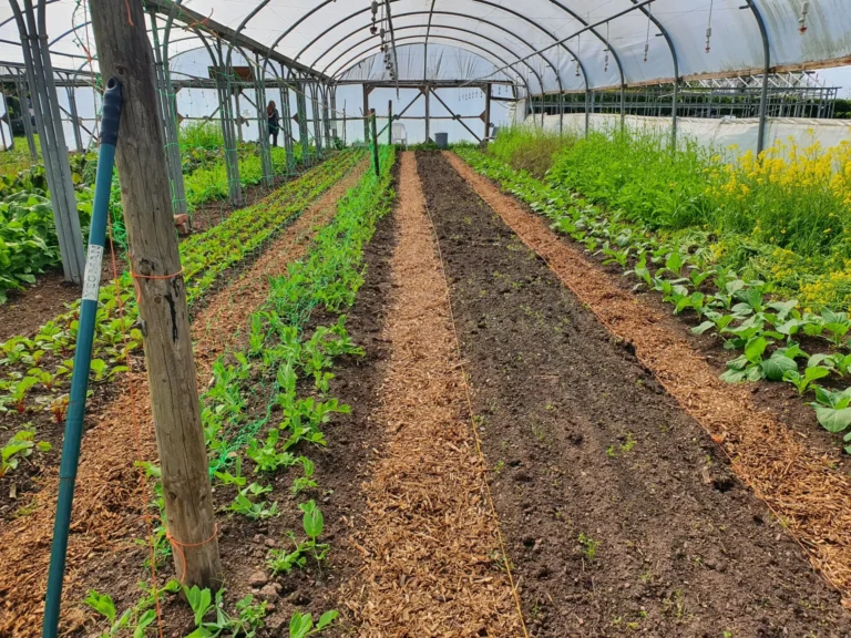 Poly Tunnel - Jude Blog post