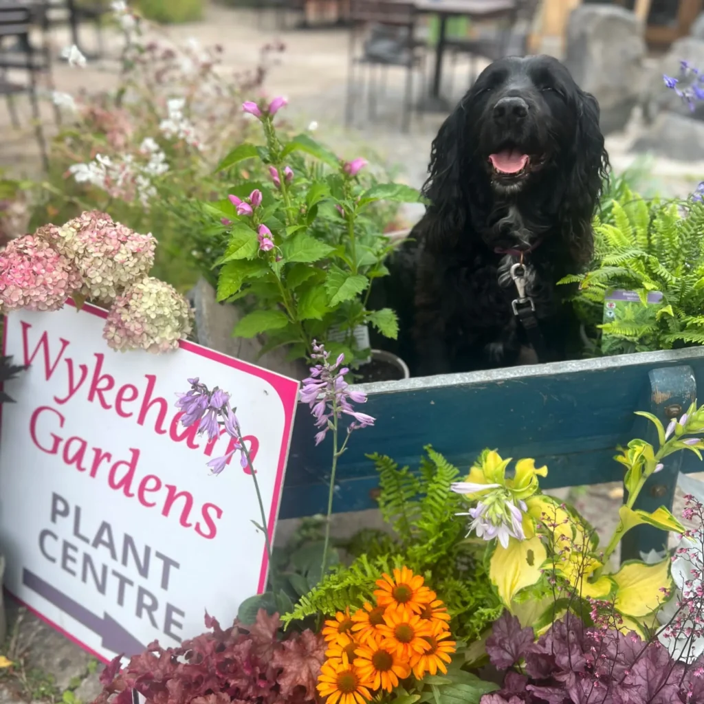 Wykeham gardens Plant centre