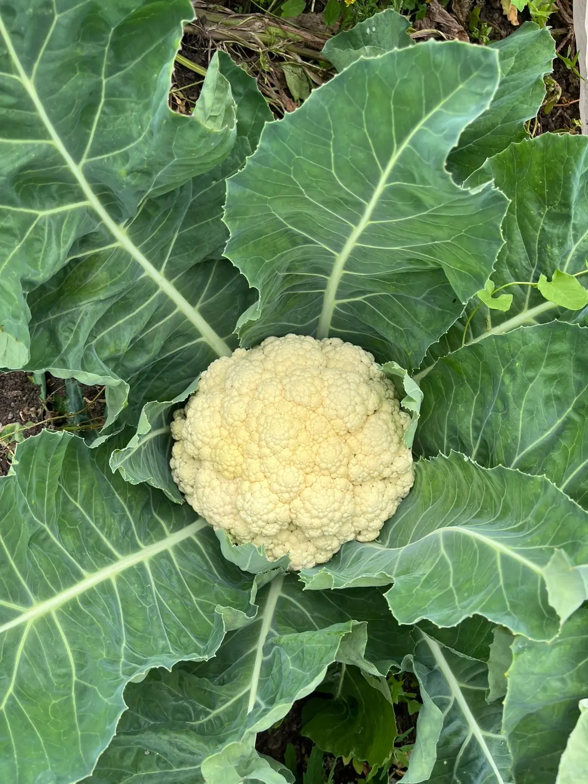 farm volunteering at the fold