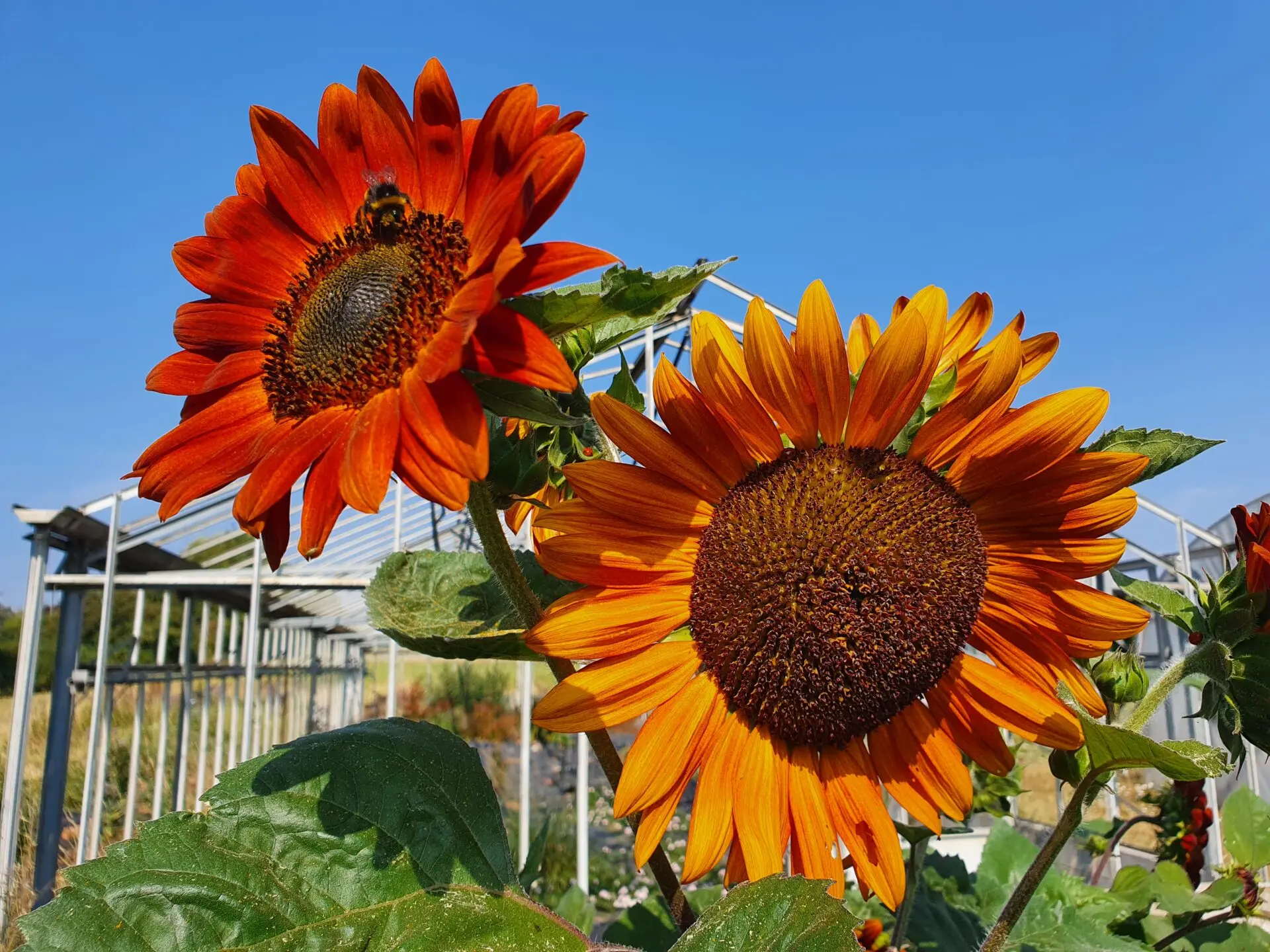 farm volunteering at the fold