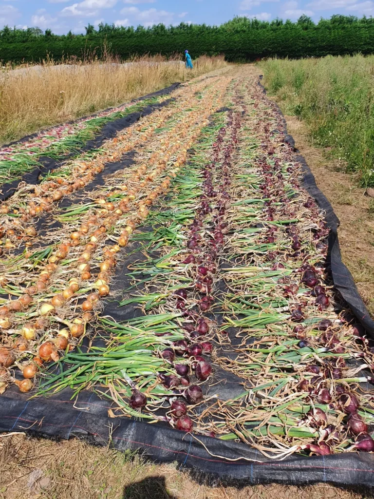 Jude’s Farm Update – August