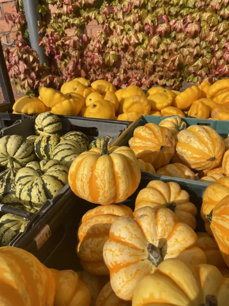 Jude’s Farm Update – September