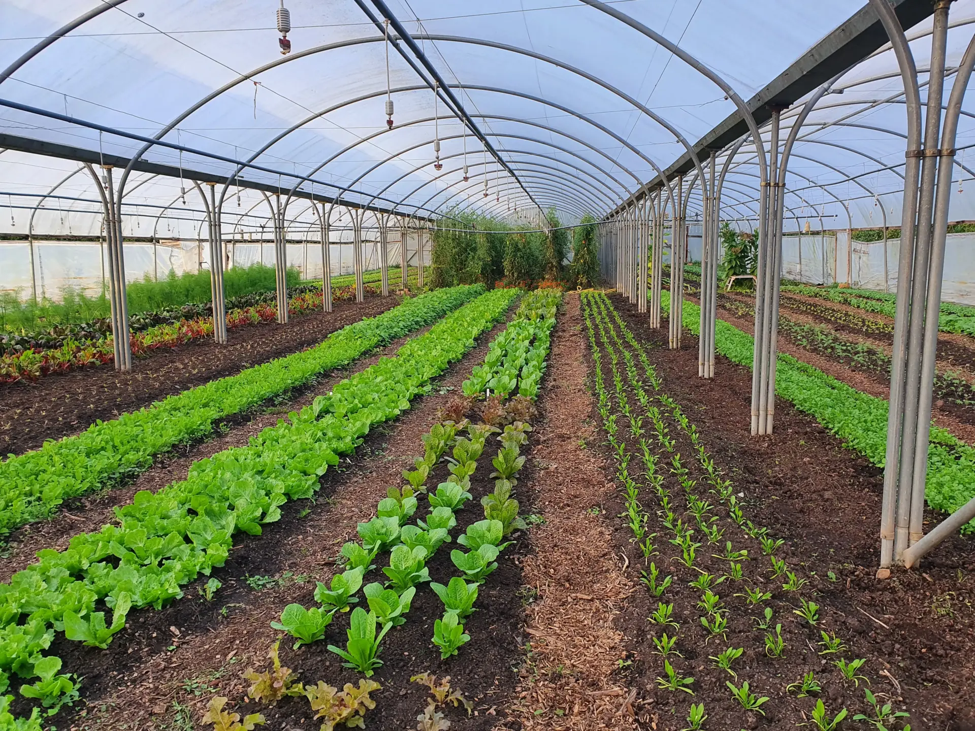 The Fold Farm